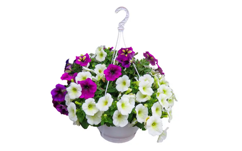 Hanging Basket